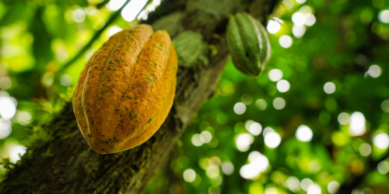 Cacao for Stem Cells