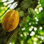 Cacao for Stem Cells