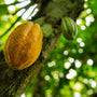 What Makes the Best Cacao for Stem Cells Activation? - Vital Purple