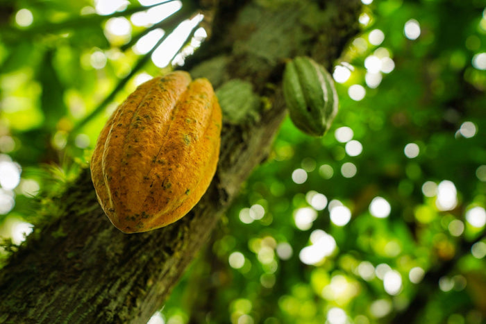 What Makes the Best Cacao for Stem Cells Activation? - Vital Purple