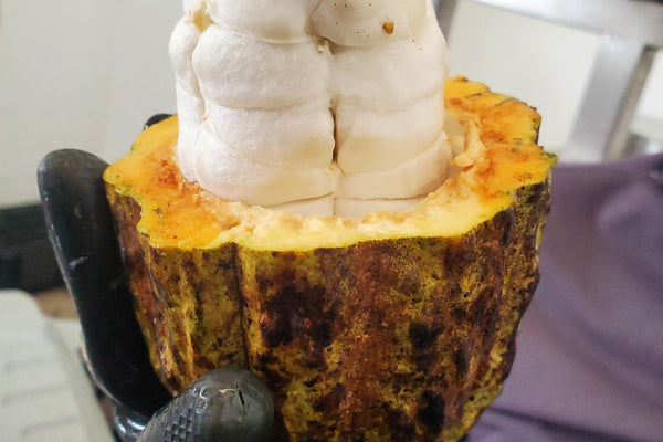 What Parts of the Cacao Pod Have the Most Flavonoids? How Do They Make High Flavanol Cacao Powder? - Vital Purple