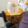 What Parts of the Cacao Pod Have the Most Flavonoids? How Do They Make High Flavanol Cacao Powder? - Vital Purple