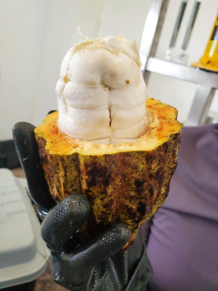 What Parts of the Cacao Pod Have the Most Flavonoids? How Do They Make High Flavanol Cacao Powder? - Vital Purple