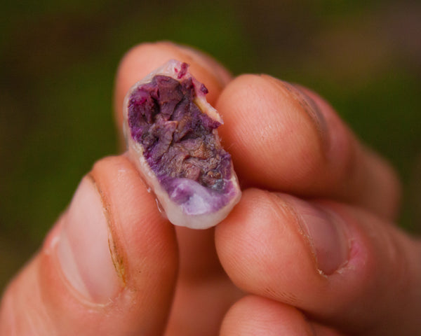 Hand holding a halved purple fruit with a blurred natural background