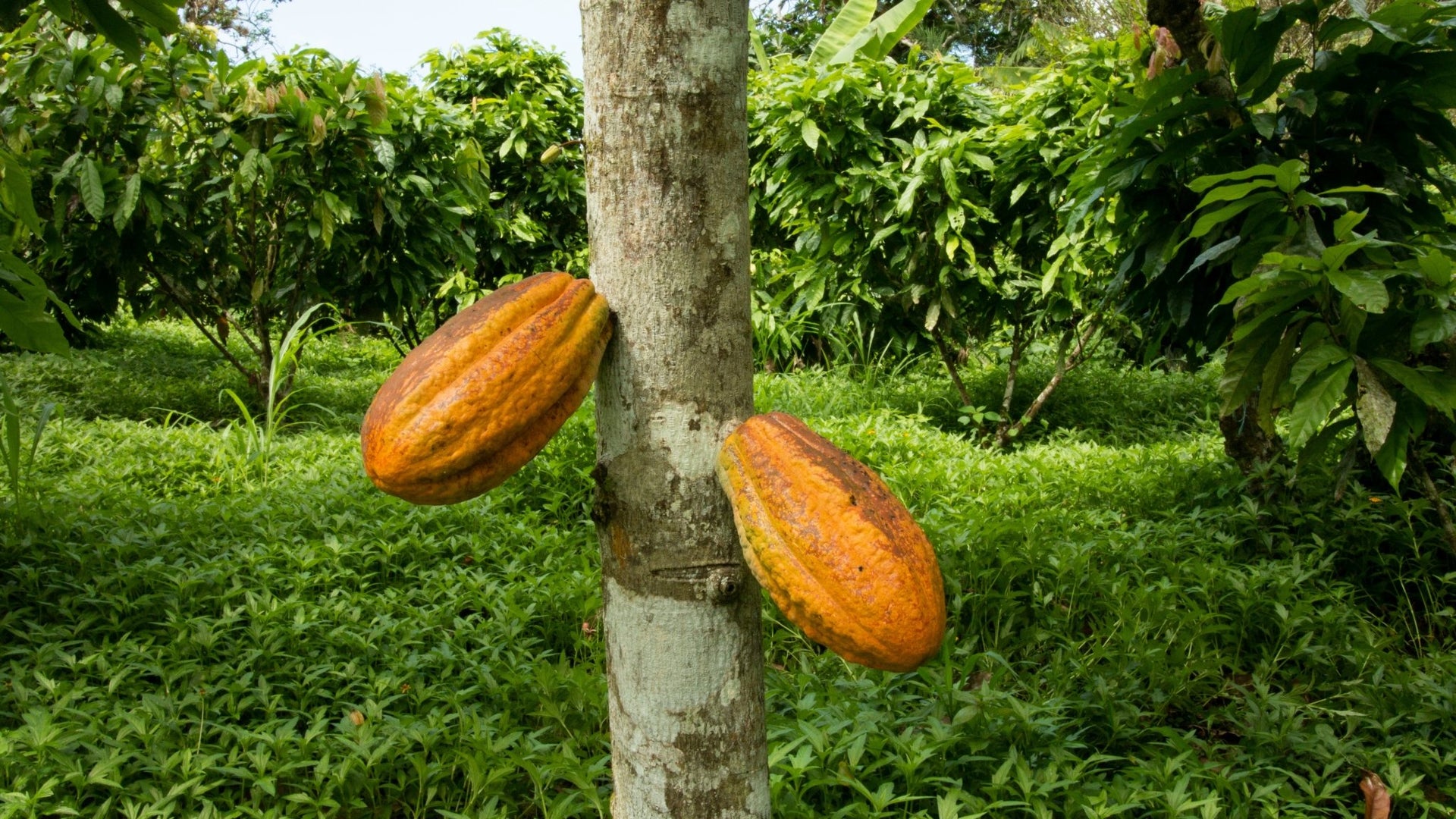 Organic Cacao 